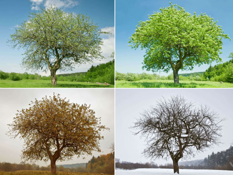 Tree in 4 different seasons